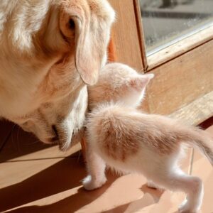 Entretien individuel - explorer la relation avec votre animal