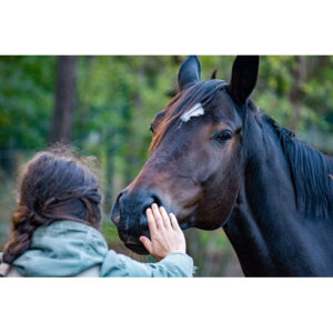 Cheval qui es tu ? - Près de Bruxelles le mercredi 9 octobre de 9H30 à 17H30